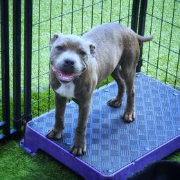 Mustard - Blue male Staffordshire Bull Terrier puppy in Dallas, Texas from Wild Blue Staffords