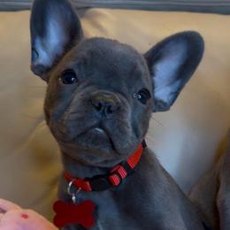 Bluebell - Blue female French Bulldog puppy in Waitts Lake, Washington from Best Friend standard Frenchies