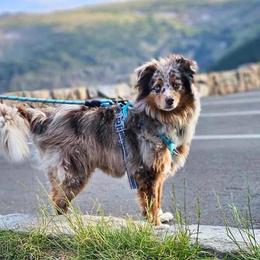 Toy Australian Shepherd Puppies from Kickapoo Creek Toy Aussies