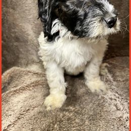 Goldendoodle Puppies from Roch Dog Ranch
