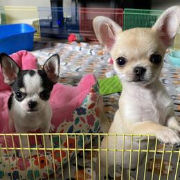 Chihuahua Puppies from Stardom Chihuahuas