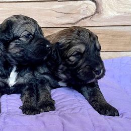 Goldendoodles and Golden Retrievers from Clark’s Family Goldens