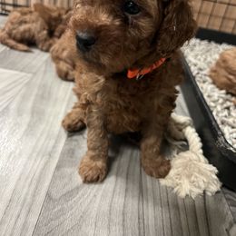 Cavapoo Puppies from Nana Oodles