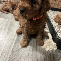 Cavapoo Puppies from Nana Oodles