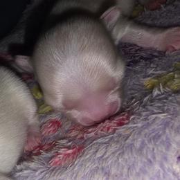 Cookie - Cream and white female Chihuahua puppy in Jacksonville, Florida from Precious Paws of Florida - Chihuahuas