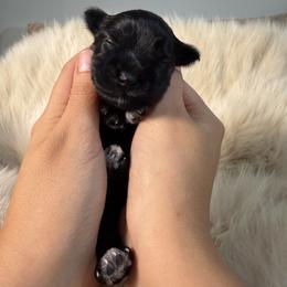 Miniature Schnauzer Puppies from Birkin’s Miniature Schnauzers