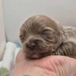 Zelda - Silver female Chihuahua puppy in Silver Summit, Utah from Snow Peak Kennel