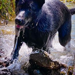 Nova - German Shepherd
