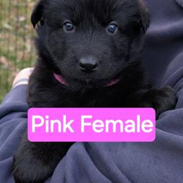 Cranberry - Black female German Shepherd puppy in Garrett, Indiana from Devil-Dog Shepherds