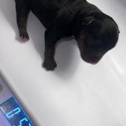 Harley Muffin  Sparklepuff - Black and tan female Yorkshire Terrier puppy in Dalton, Georgia from Southern Charm Precious Paws