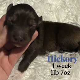 Hickory - Red and white male Siberian Husky puppy in Florence, Kentucky from Moonlight Howl Huskies