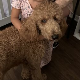 Aby - Goldendoodle