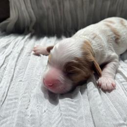 Ghost - Blenheim male Cavapoo puppy in Bloomfield, New York from Campbell Cavapoos