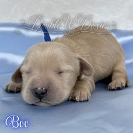Boo - Cream male Dachshund puppy in Alto, Texas from Double W Doxies