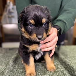 Butter Ball (grey) - Black tri-color male Australian Shepherd puppy in Falmouth, Kentucky from Queen City Farm