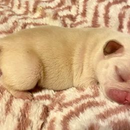 ""Vida" current litter-available" French Bulldog Puppies from Du Bone Frenchies & Pet Services
