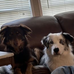 Australian Shepherds from Blue Star Pups