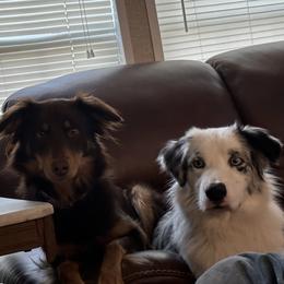 Australian Shepherds from Blue Star Pups