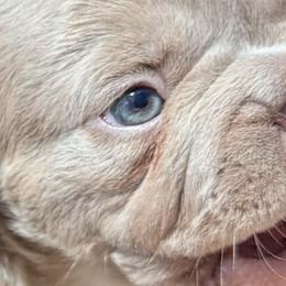 Dachshunds and French Bulldogs from Slinky Doxie 305