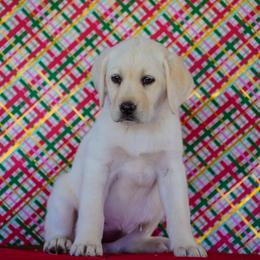 Pink Collar - Yellow female Labrador Retriever puppy in Ridgecrest, California from Black Mountain Service Dogs