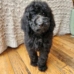 Timone - Black male Poodle puppy in Troy, New Hampshire from SP Standard Poodles