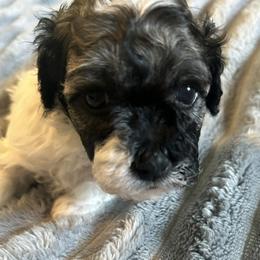 Mabel - Black and white female Havanese puppy in Summerville, South Carolina from Sweet Tea Havanese