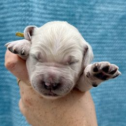 Girl 4 - female Goldendoodle puppy in Antelope, Oregon from High Desert Family Doodles