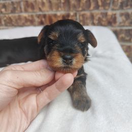 Mr. Green - Black and tan male Yorkshire Terrier puppy in Woodway, Texas from The Yorkie Empire
