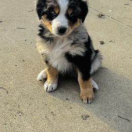 Blue Merle Male 2 - Australian Shepherd puppy in Luverne, Minnesota from BL Black Family Australian Shepherds