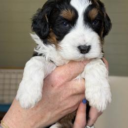 Rolex - male Australian Mountain Doodle puppy in Spanish Fork, Utah from Little Puppy Co.