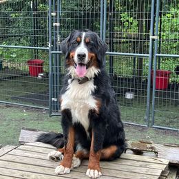 Freckles - Bernese Mountain Dog