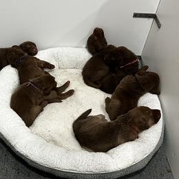 Gray collar - Brown male Chesapeake Bay Retriever puppy in Pisgah Forest, North Carolina from Whiskey Creek Chesapeakes