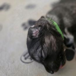 Male 2 - male Native American Indian Dog puppy in Green Creek, North Carolina from NAID Preservation Project: Corn Moon Medicine Dogs