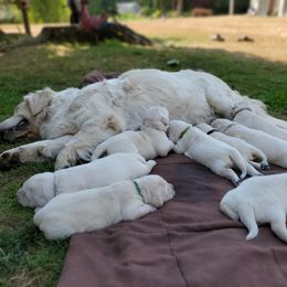 Golden Retriever Puppies from Hoekema Homestead Goldens