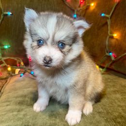 Glitter - Gray and white female Pomsky puppy in La Verne, California from Red Cedar Pomskies