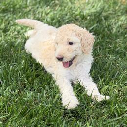 Georgia - Cream female Goldendoodle puppy in Millville, California from Hope Lane Kennels
