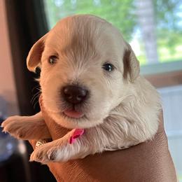 Girl- 3 - Pink - White female Miniature Schnauzer puppy in Lehigh Acres, Florida from Regency Schnauzer
