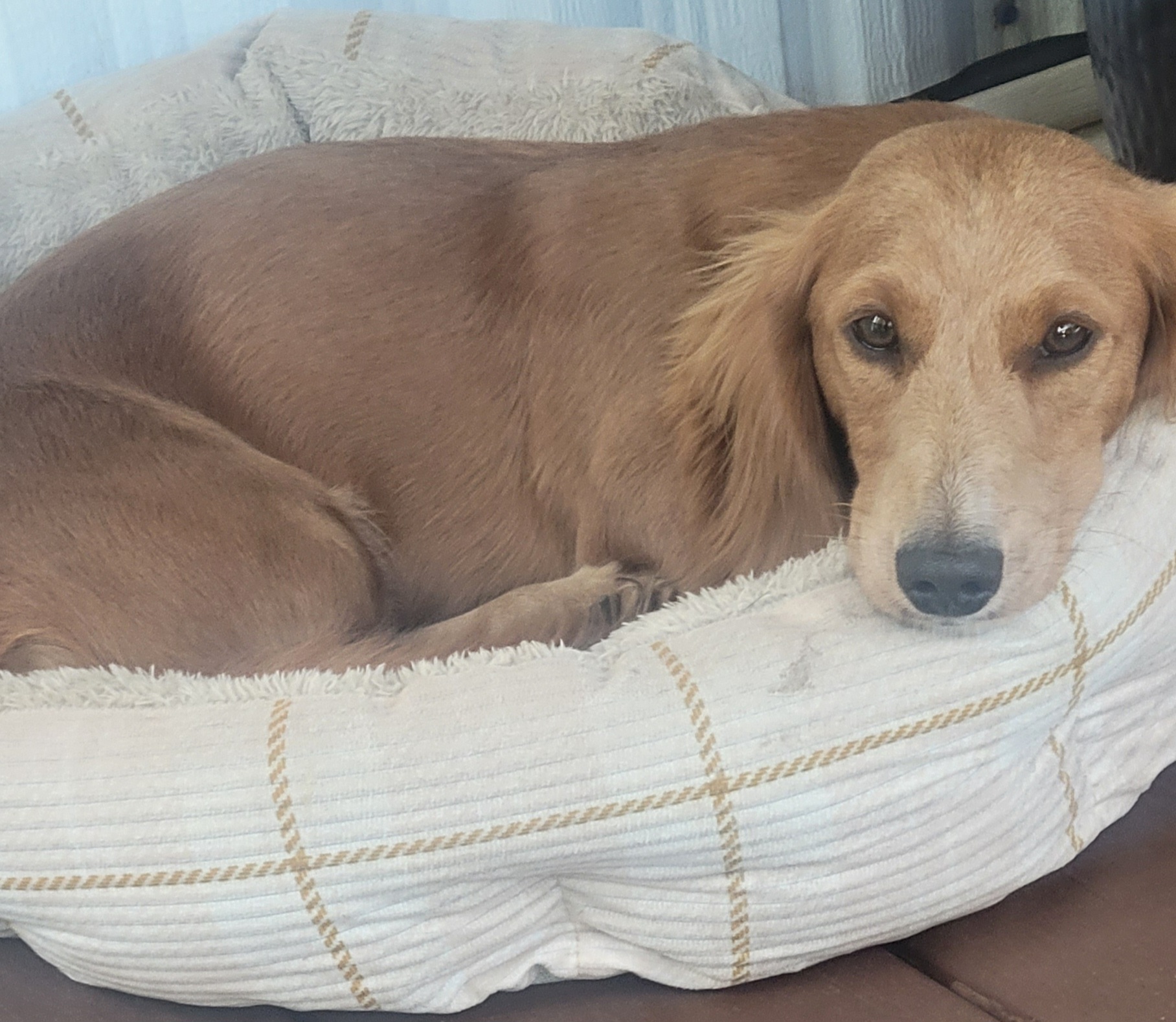 Hartleigh - Dachshund