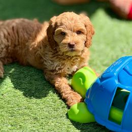 Lime green collar - Caramel male Australian Labradoodle puppy in Anderson, California from Shaggy Doodles