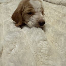 Basset Hound Puppies from CK Beagles & Bassets