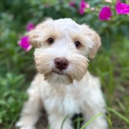 Sweet P - Wheaten male Miniature Schnauzer puppy in Oviedo, Florida from Tamed by Emmy (Emariella’s Miniature Schnauzers)