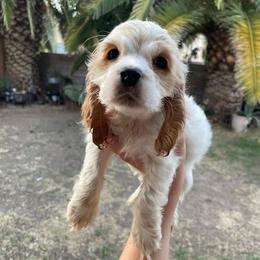 Sweet Girl 1 - Buff and white female Cocker Spaniel puppy in Palmdale, California from SassyCockerG