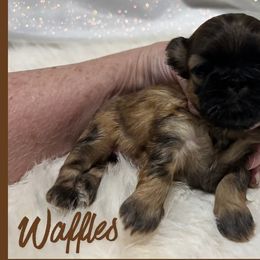 Waffles - Gold male Shih Tzu puppy in Hayden, Idaho from Phoenix Shih Tzu