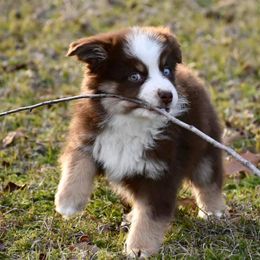 Miniature Australian Shepherd and Toy Australian Shepherd Puppies from Donna’s Toy & Mini Aussies