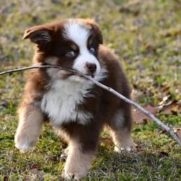 Miniature Australian Shepherd and Toy Australian Shepherd Puppies from Donna’s Toy & Mini Aussies