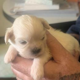 Joey - Cream male Lhasa Apso puppy in Fort Worth, Texas from Cynthia's Lhasa Apsos