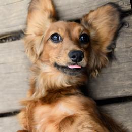Belle - Dachshund