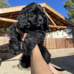 Cocker Spaniel Puppies from SassyCockerG
