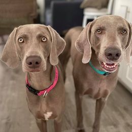 Weimaraners from Twilight Weimaraners