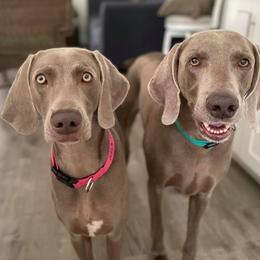Weimaraners from Twilight Weimaraners